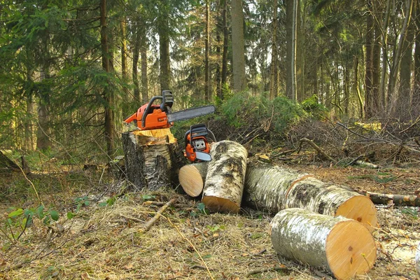 Gevaar boom kappen Stockfoto