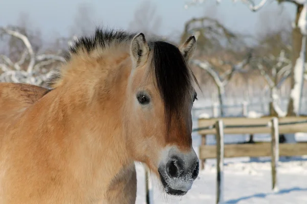 Caballos en la nieve —  Fotos de Stock