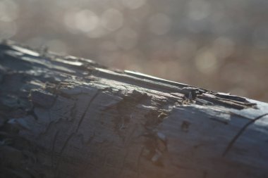 Çıplak renklerle doğal arkaplan