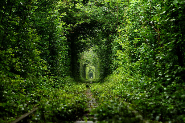 Railway running from the alley of trees