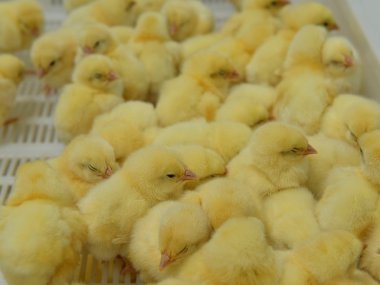 bir kutu içinde birçok sarı hatunlar gelin