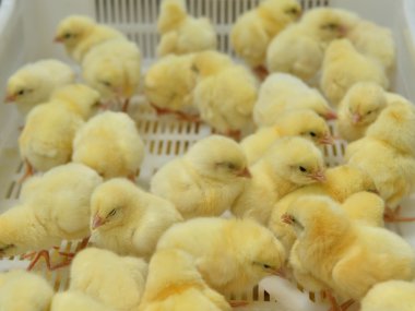 bir kutu içinde birçok sarı hatunlar gelin