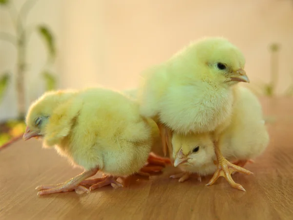 少し鶏 pecks 食品 — ストック写真