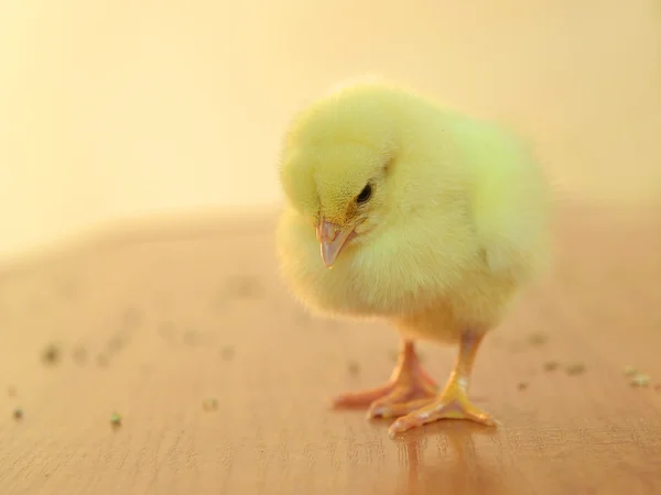 Kurczak Mały Dziobnie żywności — Zdjęcie stockowe