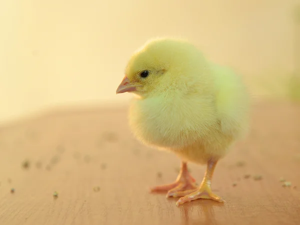 Kurczak Mały Dziobnie żywności — Zdjęcie stockowe