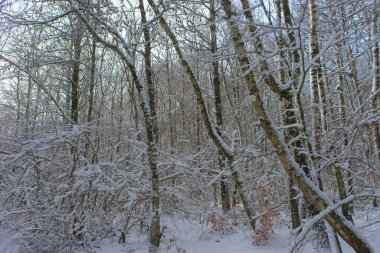 Orman, karlı kış manzarası Auvergne, Puy-de-Dome