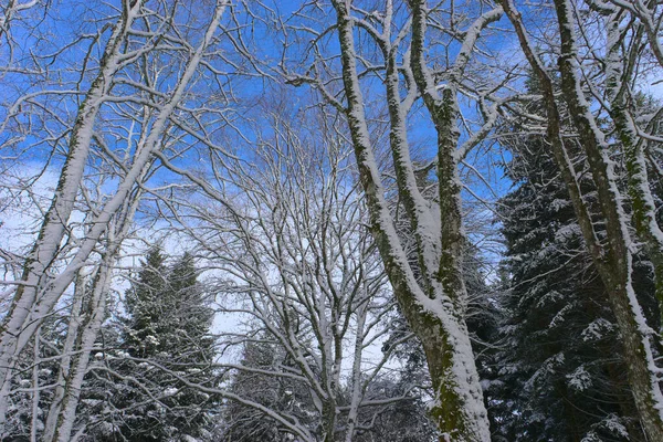 Orman Karlı Kış Manzarası Auvergne Puy Dome — Stok fotoğraf