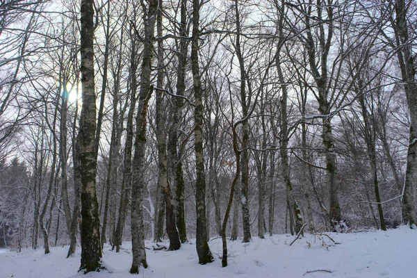 Ліс Сніжний Зимовий Ландшафт Овернь Пуй Доум — стокове фото