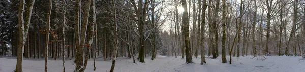 Panoramic View Snowy Forest Auvergne Puy Dome — Stock Photo, Image