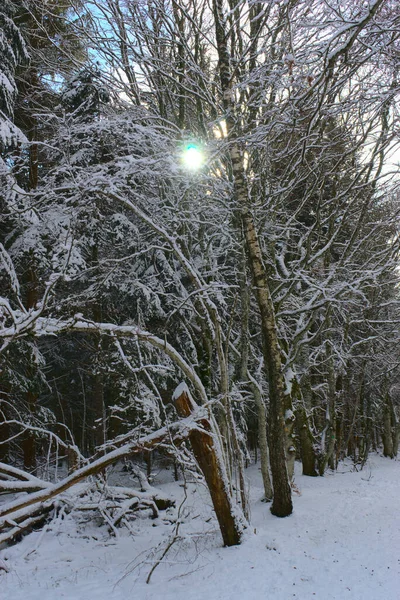 Forêt Paysage Hivernal Enneigé Auvergne Puy Dome — Photo