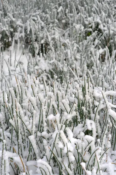 Close Gramíneas Congeladas Capturadas Sob Neve Inverno — Fotografia de Stock