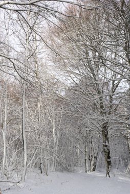 Orman, karlı kış manzarası Auvergne, Puy-de-Dome