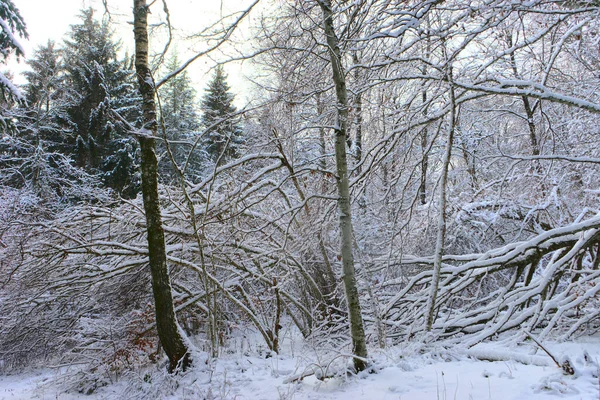 Floresta Paisagem Nevada Inverno Auvergne Puy Dome — Fotografia de Stock