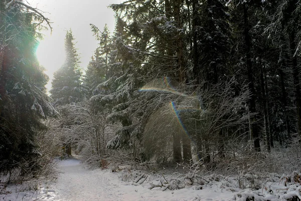 Ліс Під Снігом Овернь Пуй Купол — стокове фото