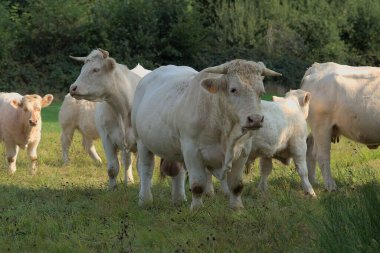 Çayırında Charolais beyaz boğa, sürü bakıcısı.