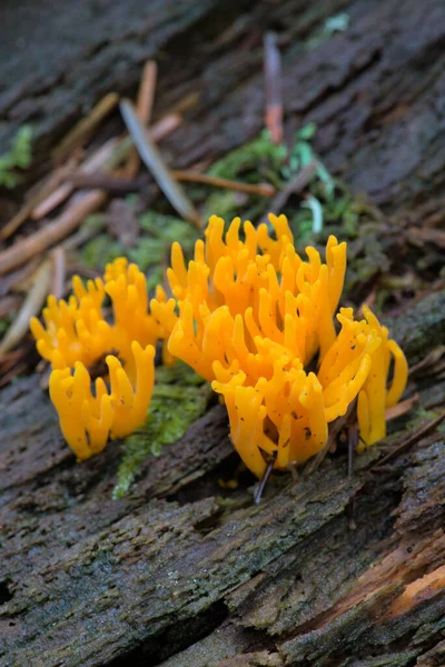 Yellow Slimy Calocera Stump Calocera Viscosa — ストック写真