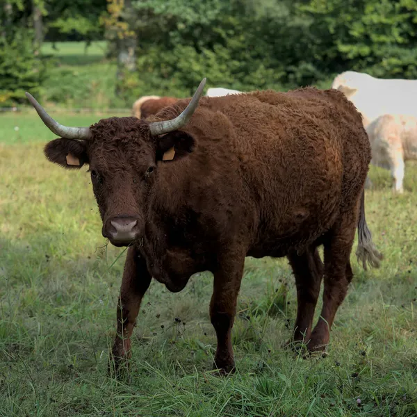 Salers Vache Avec Ses Grandes Cornes Une Cloche Dans Prairie — Photo