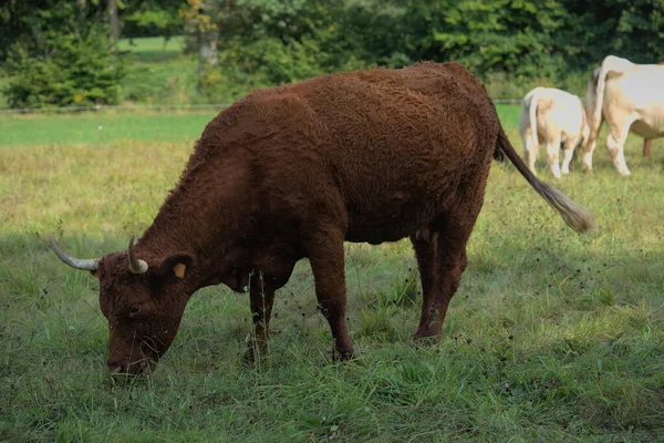 Salers Vache Avec Ses Grandes Cornes Une Cloche Dans Prairie — Photo