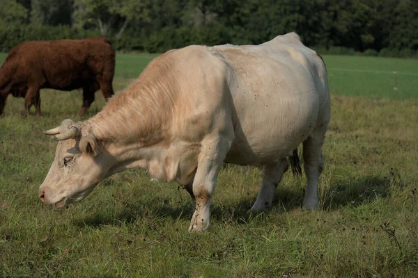 Biała Krowa Charolais Łące Auvergne — Zdjęcie stockowe