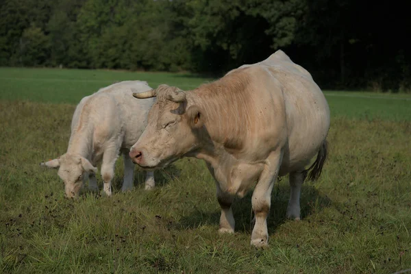 Біла Корова Телятою — стокове фото