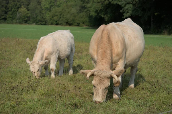 Λευκή Αγελάδα Charolais Και Μοσχάρι Της — Φωτογραφία Αρχείου