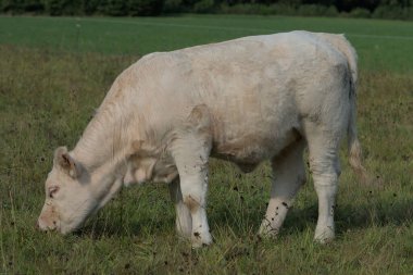 Genç Charolais buzağısı çayırda otluyor. 