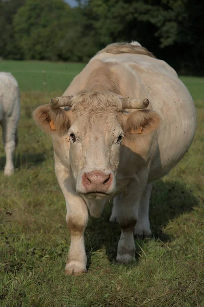 Biała Krowa Charolais Łące Auvergne — Zdjęcie stockowe