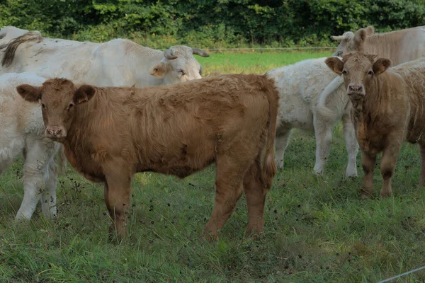 Veaux Race Mixte Charolais Salers Blancs Bruns — Photo