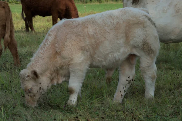 Jeune Veau Charolais Broutant Dans Une Prairie — Photo