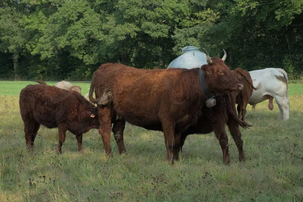 Salers Vacas Sus Terneros Auvernia — Foto de Stock