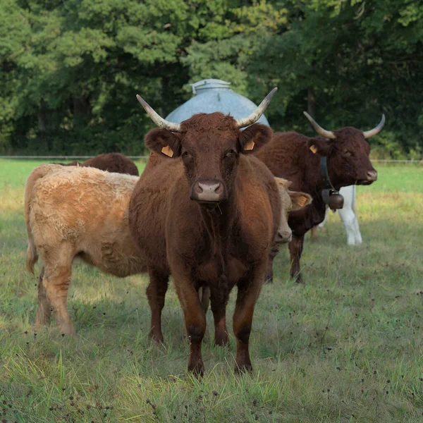 Vaches Salers Leurs Veaux Auvergne — Photo