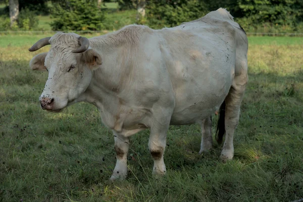 Vache Charolais Blanche Dans Une Prairie Auvergne — Photo