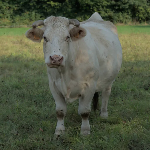 Witte Charolais Koe Een Weide Auvergne — Stockfoto