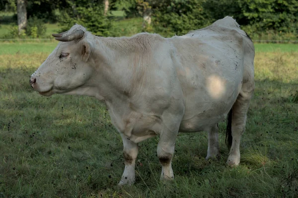 Biała Krowa Charolais Łące Auvergne — Zdjęcie stockowe