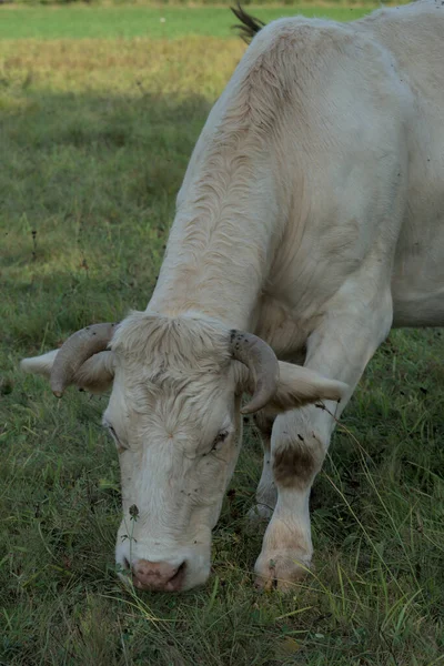 Biała Krowa Charolais Łące Auvergne — Zdjęcie stockowe
