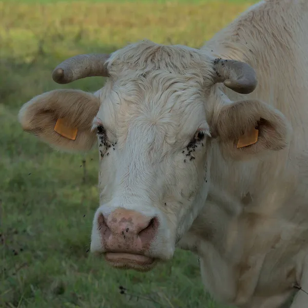Vache Charolais Blanche Dans Une Prairie Auvergne — Photo