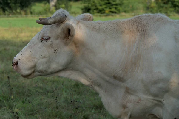 Vaca Charolais Branco Prado Auvergne — Fotografia de Stock