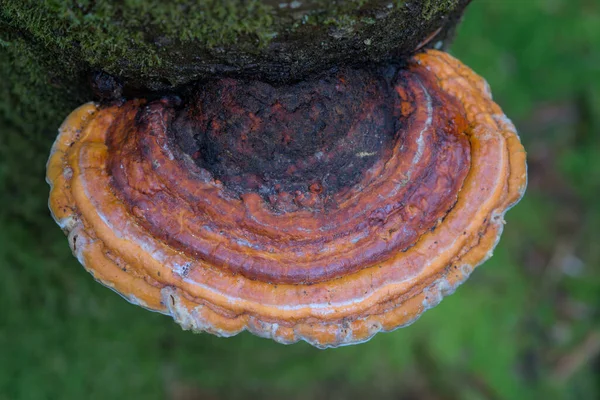 幹の上の南ガンデルマ ガンデルマ オーストラリア の森の真菌 — ストック写真