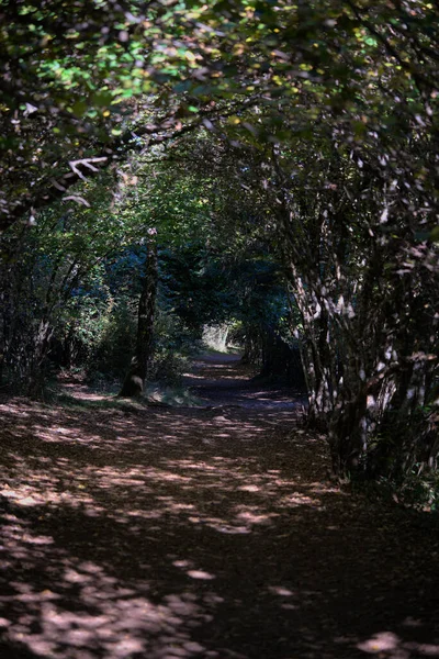 奥弗涅树下隧道的森林小径 — 图库照片