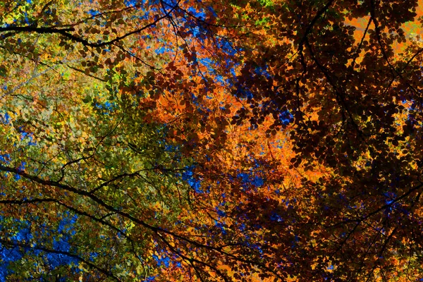 Behang Gemengde Herfst Bladeren Achtergrond — Stockfoto