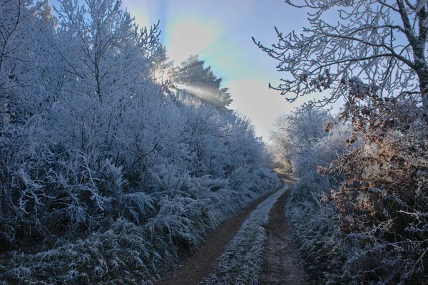 Árvores Congeladas Longo Caminho Florestal Auvergne Puy Dome — Fotografia de Stock