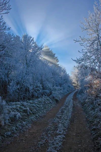 Заморожені Дерева Вздовж Лісової Стежки Овернь Пуй Купол — стокове фото