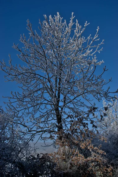 Заморожені Дерева Вздовж Лісової Стежки Овернь Пуй Купол — стокове фото
