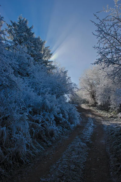 Arbres Gelés Long Sentier Forestier Auvergne Puy Dome — Photo