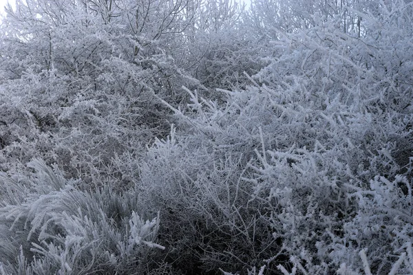 Hohes Gras Und Gefrostetes Laub Winter Mit Kalten Detailaufnahmen — Stockfoto