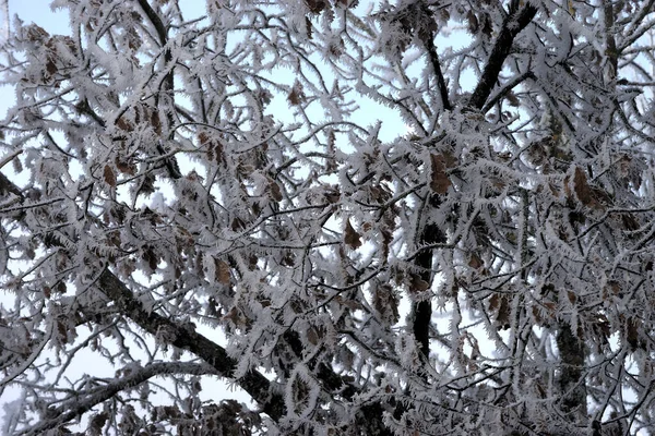 Detail Frozen Trees Forest Path Auvergne Puy Dome — Foto Stock