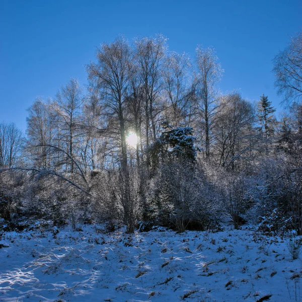 Winter Landscape Auvergne Forest Puy Des Goules Puy Dome — стоковое фото