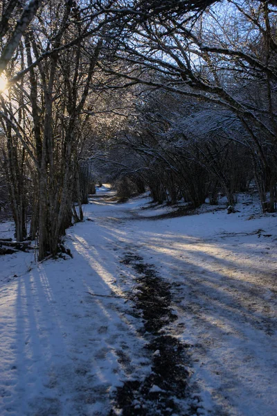 Winter Landscape Auvergne Forest Puy Des Goules Puy Dome — Photo