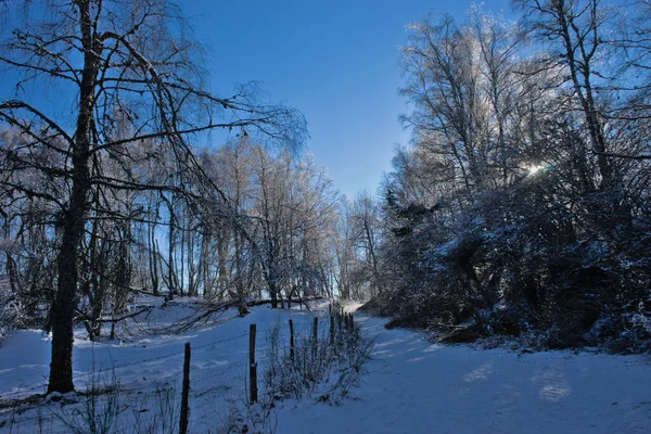 Winter Landscape Auvergne Forest Puy Des Goules Puy Dome — Fotografia de Stock