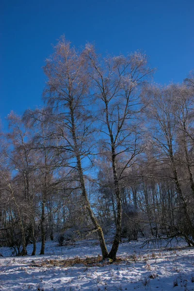 Winter Landscape Auvergne Forest Puy Des Goules Puy Dome — 图库照片